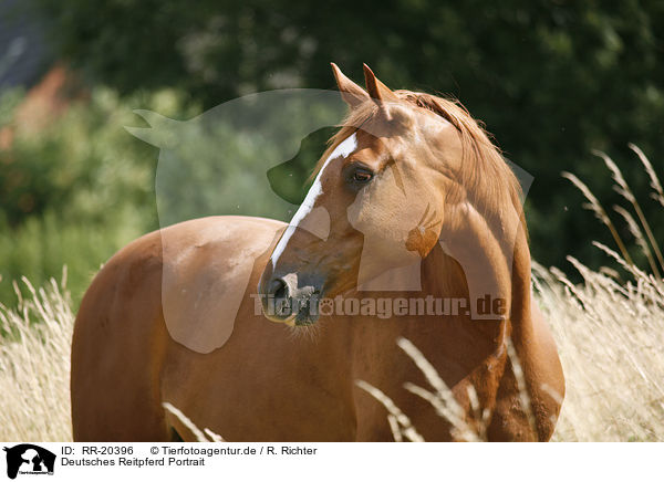 Deutsches Reitpferd Portrait / horse portrait / RR-20396