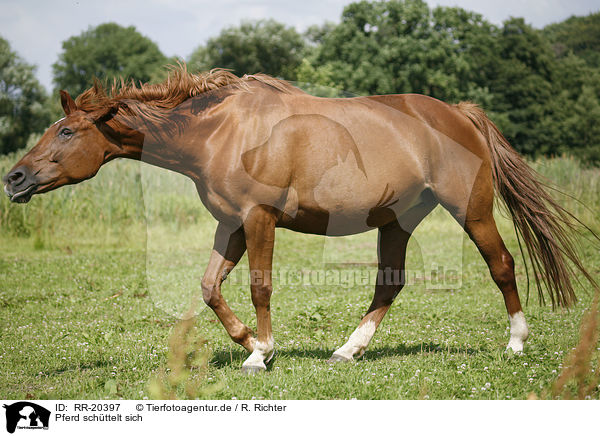 Pferd schttelt sich / RR-20397