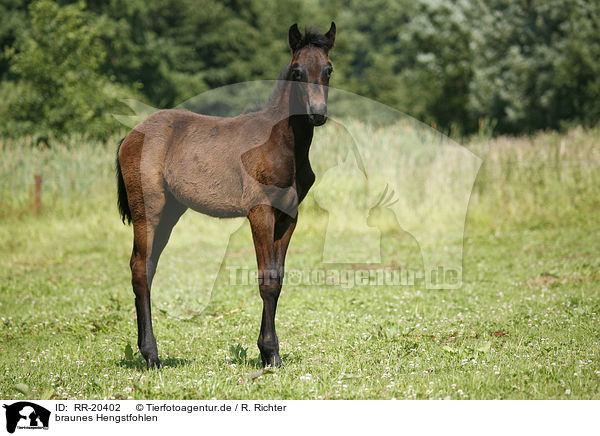 braunes Hengstfohlen / RR-20402