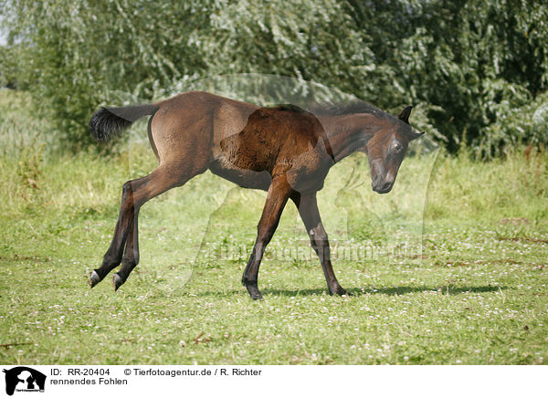 rennendes Fohlen / running foal / RR-20404