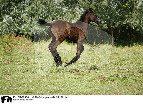 rennendes Fohlen / running foal / RR-20406