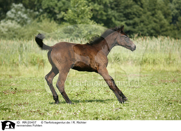 rennendes Fohlen / running foal / RR-20407