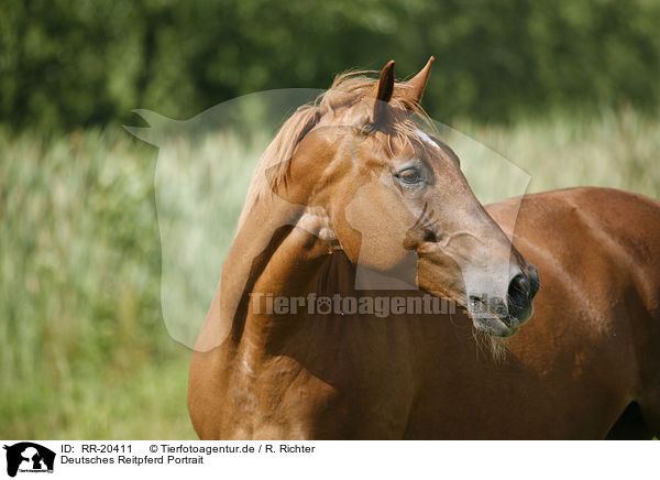 Deutsches Reitpferd Portrait / RR-20411