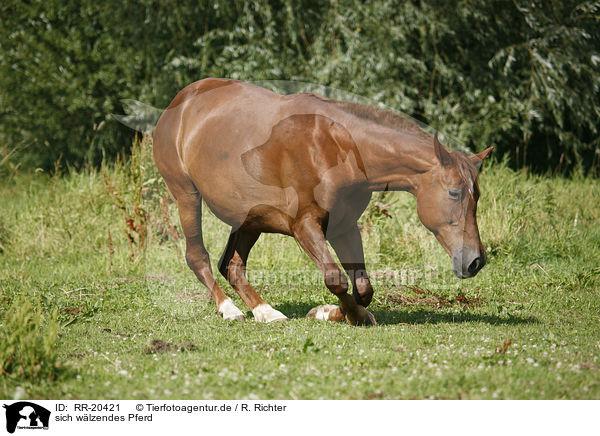 sich wlzendes Pferd / wallowing horse / RR-20421