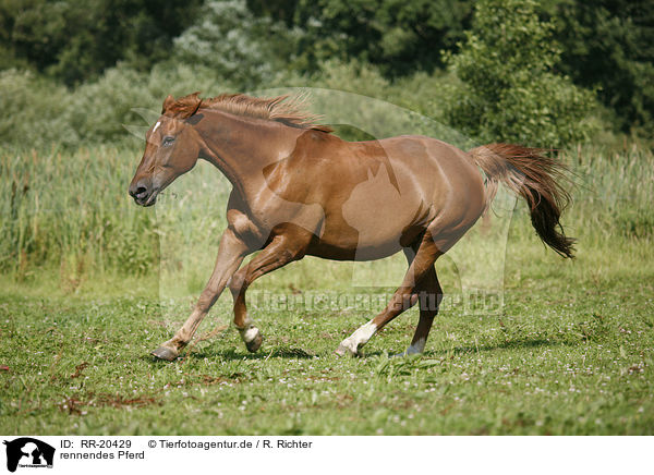 rennendes Pferd / running horse / RR-20429