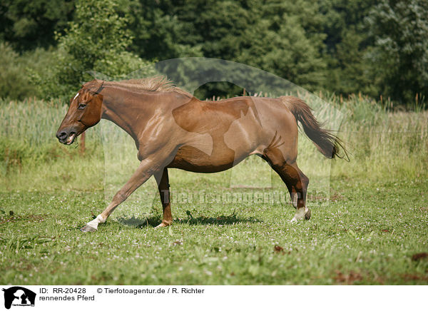 rennendes Pferd / running horse / RR-20428