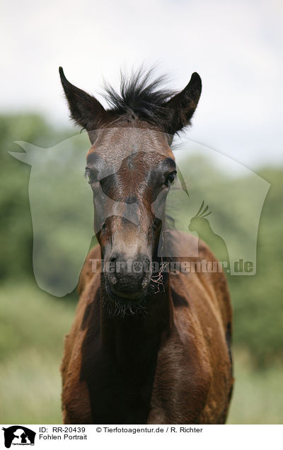 Fohlen Portrait / foal portrait / RR-20439
