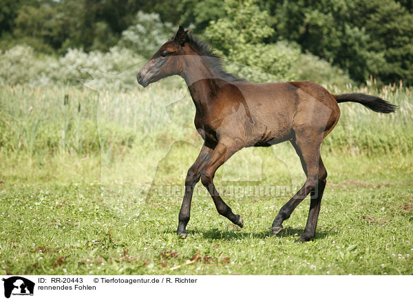 rennendes Fohlen / running foal / RR-20443