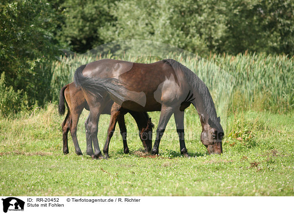 Stute mit Fohlen / mare with foal / RR-20452