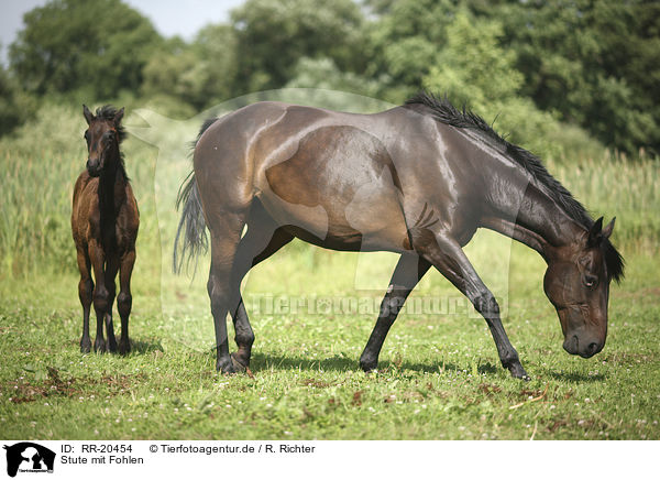 Stute mit Fohlen / mare with foal / RR-20454
