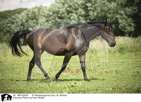 braunes Pferd auf der Weide / horse on meadow / RR-20455