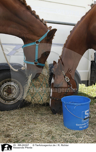 fressende Pferde / eating horses / RR-28397
