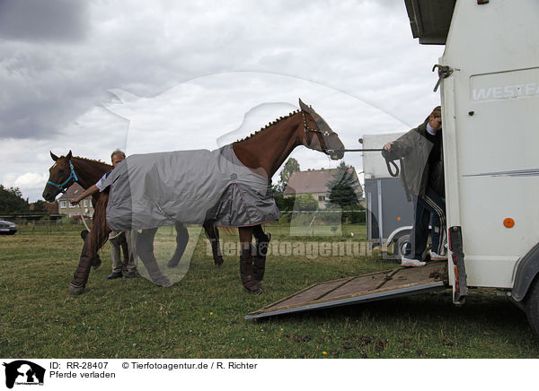 Pferde verladen / horse transport / RR-28407