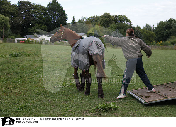 Pferde verladen / horse transport / RR-28413