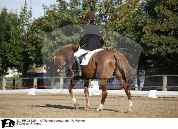 E-Dressur Prfung / dressage / RR-28425