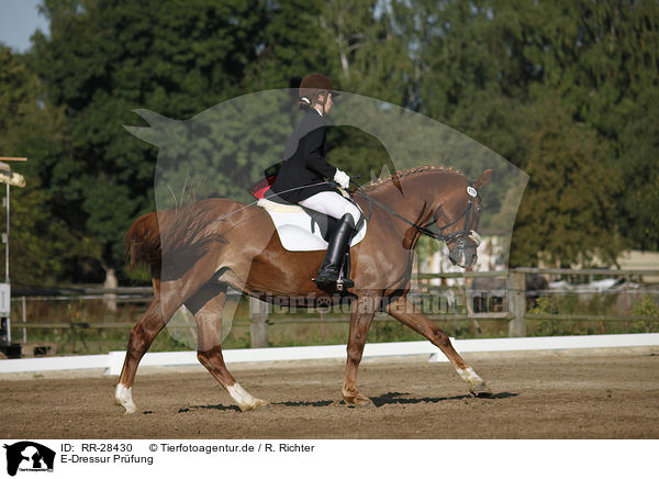 E-Dressur Prfung / dressage / RR-28430