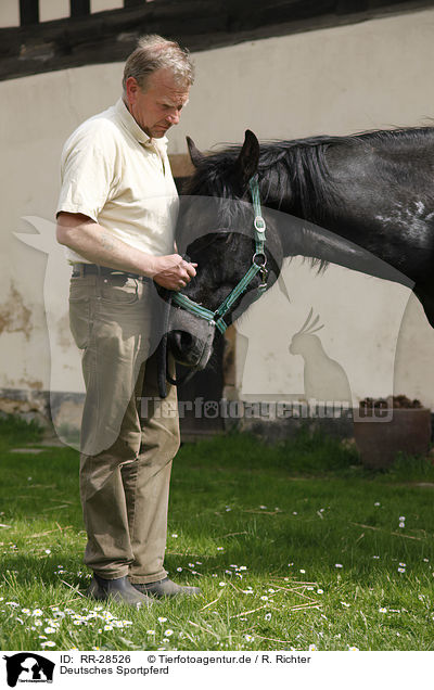 Deutsches Sportpferd / horse / RR-28526