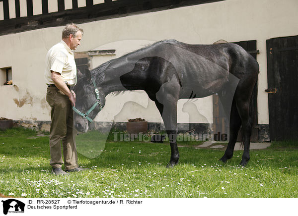 Deutsches Sportpferd / horse / RR-28527