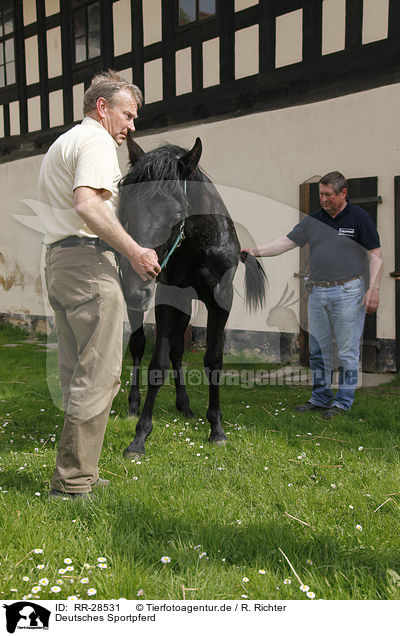 Deutsches Sportpferd / horse / RR-28531