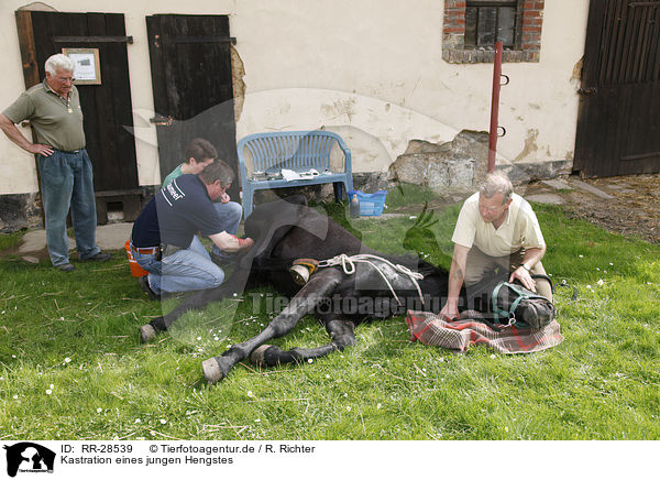 Kastration eines jungen Hengstes / castration stallion / RR-28539