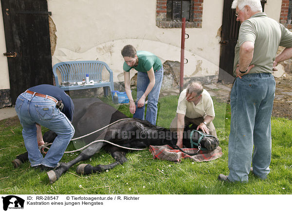 Kastration eines jungen Hengstes / castration stallion / RR-28547