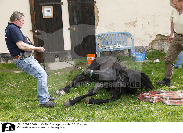 Kastration eines jungen Hengstes / castration stallion / RR-28548