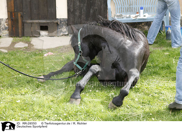 Deutsches Sportpferd / horse / RR-28550
