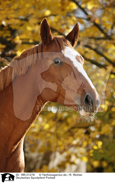 Deutsches Sportpferd Portrait / RR-31278