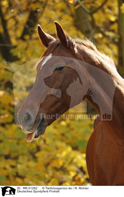 Deutsches Sportpferd Portrait / RR-31282