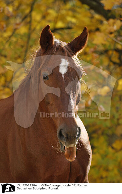 Deutsches Sportpferd Portrait / RR-31284