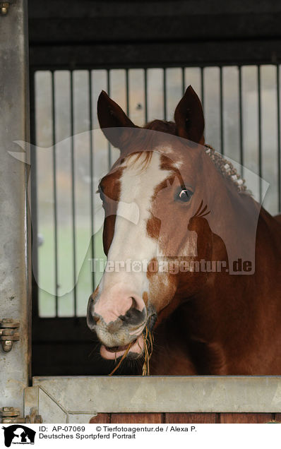 Deutsches Sportpferd Portrait / AP-07069