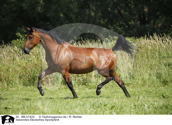 trabendes Deutsches Sportpferd / trotting horse / RR-37422