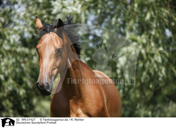 Deutsches Sportpferd Portrait / horse portrait / RR-37427