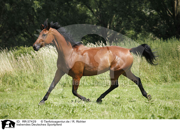 trabendes Deutsches Sportpferd / trotting horse / RR-37429