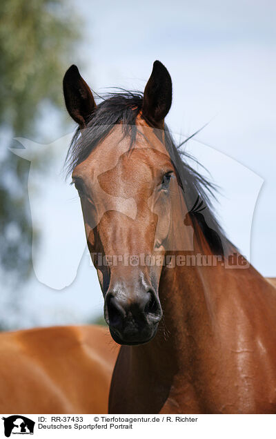 Deutsches Sportpferd Portrait / RR-37433