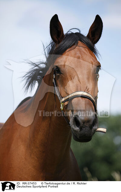 Deutsches Sportpferd Portrait / RR-37453