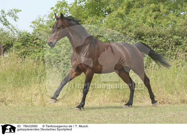 galoppierendes Deutsches Sportpferd / TM-02680