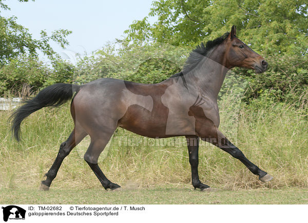 galoppierendes Deutsches Sportpferd / TM-02682