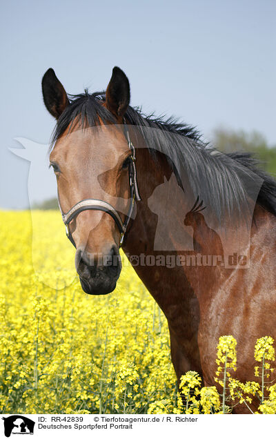 Deutsches Sportpferd Portrait / warmblood portrait / RR-42839