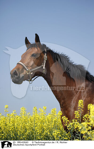 Deutsches Sportpferd Portrait / warmblood portrait / RR-42840