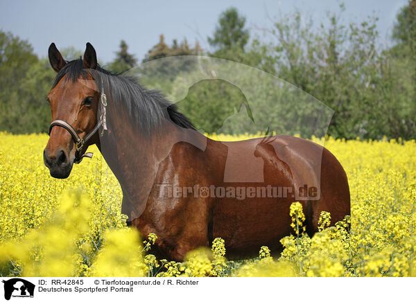 Deutsches Sportpferd Portrait / RR-42845