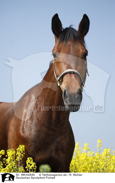 Deutsches Sportpferd Portrait / warmblood portrait / RR-42846