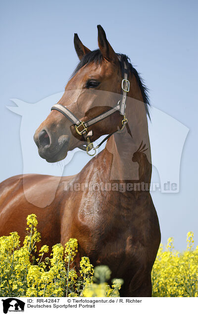 Deutsches Sportpferd Portrait / warmblood portrait / RR-42847