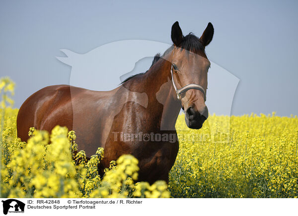 Deutsches Sportpferd Portrait / warmblood portrait / RR-42848