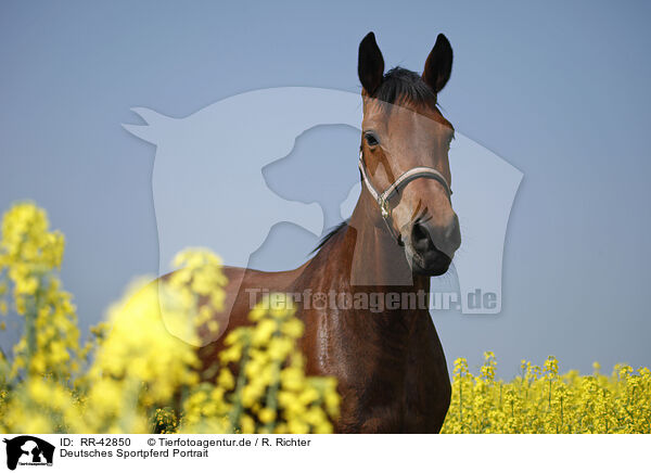 Deutsches Sportpferd Portrait / warmblood portrait / RR-42850