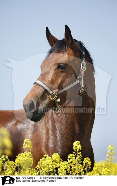 Deutsches Sportpferd Portrait / warmblood portrait / RR-42853