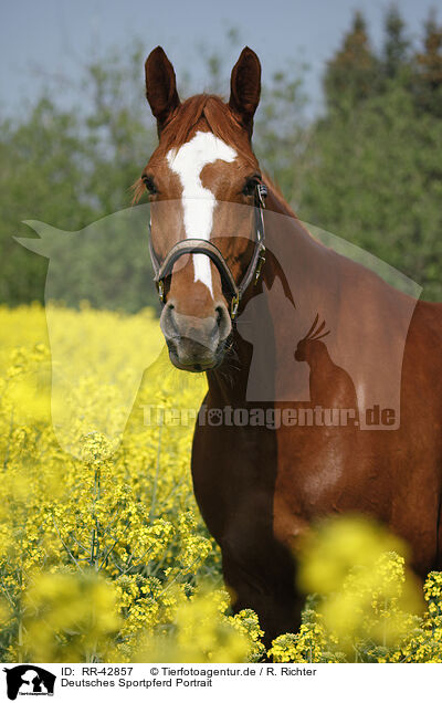 Deutsches Sportpferd Portrait / RR-42857