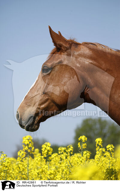 Deutsches Sportpferd Portrait / RR-42861