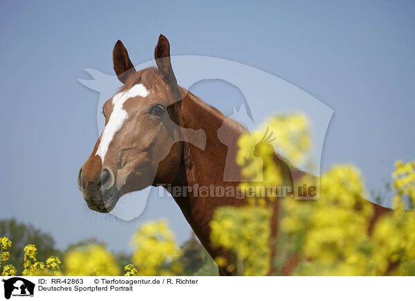 Deutsches Sportpferd Portrait / warmblood portrait / RR-42863