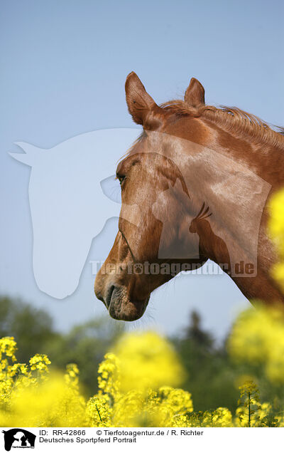 Deutsches Sportpferd Portrait / RR-42866